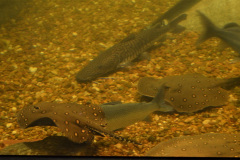 El estanque "Canal principal" corresponde  a la zona de mayor profundidad y caudal del río.  Allí es posible ver especies como la raya negra (Potamotrygon amandae) y, en el fondo , el surubí atigrado Pseudoplatystoma reticulatum).(