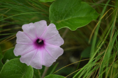 La fauna y la flora en la zona de Los Laureles son variadas y llamativas. En la foto, flores Hipomoea hieronymi.de