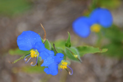 La fauna y la flora en la zona de Los Laureles son variadas y llamativas. En la foto, flores de Santa Lucía (Commelina erecta).