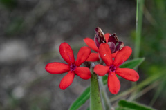 La fauna y la flora en la zona de Los Laureles son variadas y llamativas. En la foto, flores de Falsa Verbena (Oxypetalum coccineum).