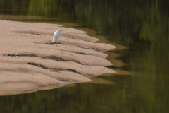 En el pequeño embalse que se forma aguas arriba del azud, suelen verse muchas aves, como esta garza blanca (Ardea alba) en busca de peces para alimentarse.