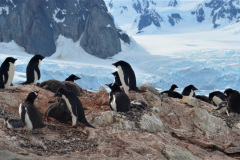 En la Isla Paulet, al nor este de la Península Antártica, existe una enorme colonia de pingüinos de Adelia (Pygoscelis adeliae). Se los reconoce por el círculo claro que muestran alrededor de sus ojos.