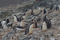 En Hannah Point se pueden observar grandes colonias de pingüinos de Vincha.  Durante el verano, en esas colonias puede haber cantidades de pichones o juveniles, que se distinguen por su color gris en vez de negro, y por su aspecto más plumoso. Ese plumaje debe mudar antes de convertirse en adultos.