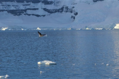 La ballena Minke antártica (Balaenoptera bonaerensis) abunda en las aguas que rodean la Península Antártica.. Miden alrededor de diez metros de longitud. Su dorso es de color gris oscuro y su vientre blanquecino. Tienen una pequeña cresta longitudinal en la cabeza.
