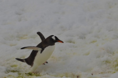 En la Antártida hay muchas especies de pingüinos.  Una de las más comunes en el norte de la Península Antártica es el pingüino Papúa o de Vincha. Se lo reconoce fácilmente por la mancha blanca que muestra sobre los ojos.