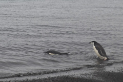 Pingüinos de Barbijo (Pygoscelis antarcticus) se sumergen en las calmas aguas  del interior de la Isla Decepción. La comunicación de ese mar interior con el mar abierto se da solo a través de un paso muy estrecho entre montañas, que se denomina Fuelles de Neptuno.