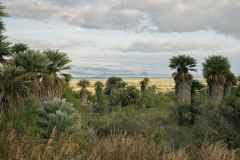 En la zona oeste de Córdoba abundan las palmeras Caranday  (Trithrinax campestris).(