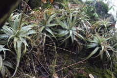 En la región abundan también las bromeliáceas,  como esta Dyckia longipetala. Es una hierba perenne, que crece entre los 500 y los 2000 msnm.