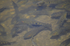 En el río de Los Tártagos abundan varias especies de peces. Como estas palometas (Australoheros facetus).