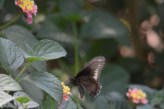 Variedad de mariposas vuelan de flor en flor.