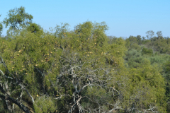 En la zona de Campo del Cielo aun subsiste el monte chaqueño, auqnue muy diezmado por los cultivos. Entre los árboles que dominan el paisaje se encuentran los quebrachos blancos .