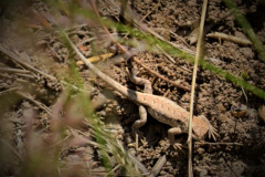 Al recorrer los senderos de Chancaní, es frecuente encontrarse con veloces lagartijas, como esta hembra de Liolaemus chacoensis.