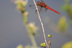 Una libélula (Orhtemis nodiplaga) se posa para la foto en una hierba que el viento mece.