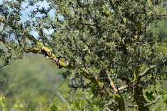 Entre la variedad de árboles que componen la flora de Chancaní, se encuentra una gran cantidad de chañares (Geoffroea decorticans). Son árboles de porte mediano, con una corteza delgada que se descascara fácilmente, dejando al descubierto su madera de color verde.