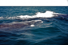 Las ballenas francas australes suelen llegar al  Golfo Nuevo en mayo y permanecen hasta diciembre. Vienen a aparearse en sus aguas tranquilas, y al año siguiente, las hembras regresan pada dar a luz a sus ballenatos. La gestación dura 12 meses, y el período durante el cual las hembras amamantan a sus cachorros es también de 12 meses.