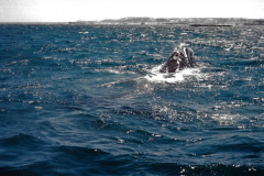 Las ballenas francas australes se alimentan primordialmente de plancton y de  pequeños crustáceos como el kril. Para ello dejan entrar grandes cantidades de agua a sus bocas, y luego utilizan sus barbas para retener el alimento, mientras expulsan el agua. Algunas zonas de sus grandes cabezas se hallan revestidas de callosidades rugosas, a las cuales suelen adherirse pólipos marinos..