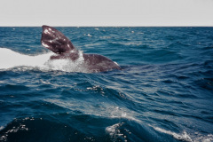 Las aletas pectorales de las ballenas francas australes son anchas y cortas , a diferencia de las de su pariente la ballena jorobada  o yubarta (Megaptera novaeangliae).