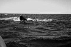 Las aletas pectorales de las ballenas francas australes son anchas y cortas , a diferencia de las de su pariente la ballena jorobada  o yubarta (Megaptera novaeangliae).