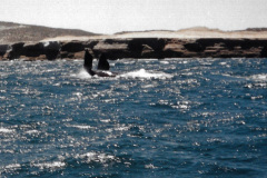 Las ballenas francas australes pueden medir hasta 15 metros de longitud, y las hembras son ligeramente mayores que los machos. Es frecuente verlas saltando fuera del agua para caer estrepitosamente sobre su dorso. También en frecuente verlas nadar con el vientre hacia arriba.