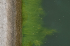 Desde lo alto del murallón, la algas adheridas al hormigón dibujan extraños diseños sobre el agua.