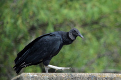 Un jote de cabeza negra (Coragyps atratus) se posa sobre el paredón del Dique La Quintana. Es un ave carroñera de amplia distribución de toda Sudamérica, incluyendo la mitad norte de Argentina.