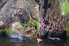 En los ríos y lagos serranos habitan caracoles de agua dulce del género Pomacea. Es frecuente ver sus huevos sobre piedras y tallos/troncos de plantas. Son característicos por su color rosado.
