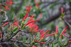 Durante todo el recorrido es posible apreciar el arbusto Liga, o Ligaria Cuneifolia, con sus características flores rojas.  Se trata de una planta hemi-parásita, es decir que obtiene parte de sus nutrientes parasitando a otras plantas, pero que también es capaz de realizar fotosíntesis.