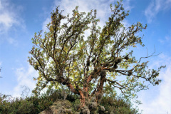Uno de los árboles endémicos de las Sierras Pampeanas, incluida la zona de Los Gigantes, en el Tabaquillo (Polylepis australis). Los ejemplares son pequeños, de menos de 5 m de altura. Crecen por encima de los 1.200 msnm, generalmente en quebradas protegidas.