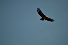 Desde los alto, los cóndores (Vultur gryphus) otean el terreno mientras planean aprovechando las corrientes térmicas.