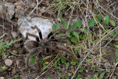 Las arañas Pollito (Grammostola rosea) son frecuentes en la zona. Se alimentan de insectos. Están cubiertas por cerdas urticantes.  No suelen ser particularmente agresivas.