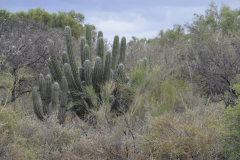 El interior del Monte de las Barrancas muestra una vegetación tupida, con árboles, arbustos y cactus. Es refugio además de cmihas especies animales, que incluyen entre otras a pumas, guanacos y zorros.
