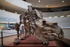 Entre las piezas que se exhiben en el museo, ocupan un rol central las réplicas de fósiles de Megafauna del Terciario: grandes mamíferos que convivieron con el  ser humano pero que se extinguieron hace aproximadamente diez mil años.