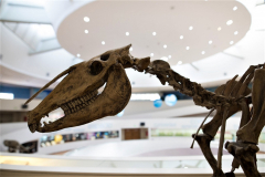Entre las piezas que se exhiben en el museo, ocupan un rol central las réplicas de fósiles de Megafauna del Terciario: grandes mamíferos que convivieron con el  ser humano pero que se extinguieron hace aproximadamente diez mil años.