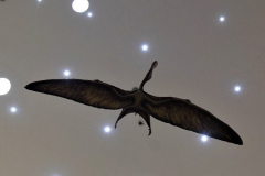 Suspendido del techo del museo, una réplica de un enorme reptil volador parece planear sobre la zona. Era Anhanguera,  que habitó en Brasil hace 120 millones de años. Su envergadura era de unos 5 metros y se alimentaba de peces.