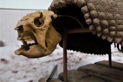 Los fósiles más abundantes que se encuentran en la región pampeana son lo de gliptodontes. Eran herbívoros parecidos a enormes quirquinchos o armadillos actuales pero con caparazones rígidos formados por gruesas placas. Eran parte de la Megafauna del período Terciario.