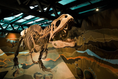 Una réplica de un dinosaurio fósil de la Patagonia es una de las piezas centrales. Se trata de Tyranotitan chubutensis, un carnívoro de cuerpo parecido a Tyranosaurus Rex, que vivió hace unos 120 millones de años.