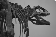 Una de las estrellas del MEB es la réplica del esqueleto de Giganotosaurus carolinii. Se trataba de un dinosaurio carnívoro de enorme talla.