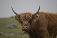 En épocas recientes se ha introducido  ganado en la Pampa de Achala. Como estos bovinos de la raza Highland, propios de las tierras altas escocesas, muy resistentes al frío. Sin embargo, su presencia provoca desequilibrios en un ambiente de por sí frágil.