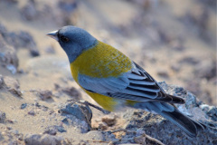 Entre las aves que se avistan habitualmente en la Payunia, suele haber numerosos ejemplares de Comesebo Andino (Phrygilus gayi).  Son frecuentes también en la zona cordillerana.