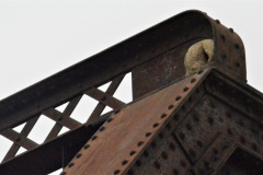 Las estructuras de los puentes también son utilizadas por los horneros (Furnarius rufus) como sostén de sus particulares nidos. La vida se abre camino.