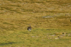En las zonas más húmedas, con pasturas, es posible ver bandadas de Suris (Rhea pennata). Son aves grandes, no voladoras, que pueden alcanzar los 25 kilogramos. Son algo menores a su pariente cercano, el Ñandú (Rhea amerciana) que habita en zonas bajas, especialmente en la Patagonia.