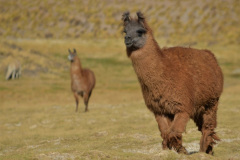 Entre los animales de la Puna, ocupa un lugar central la Llama (Lama glama). Fueron domesticadas por los pueblos andinos hace milenios, a partir del Guanaco (Lama guanicoe).  Se la utiliza como animal de carga, y se consumen su lana y su carne.