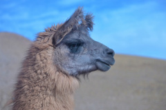 Entre los animales de la Puna, ocupa un lugar central la Llama (Lama glama). Fueron domesticadas por los pueblos andinos hace milenios, a partir del Guanaco (Lama guanicoe).  Se la utiliza como animal de carga, y se consumen su lana y su carne.