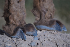 Al caminar, las LLamas se apoyan sobre los extremos de dos de sus dedos, muy desarrollados. Se dice que son Ungulados, porque se apoyan solo en la punta de los dedos. Animales como perros y gatos se apoyan en la totalidad de sus dedos; se llaman digitígrados. Los humanos apoyamos no solo los dedos, sino toda la planta de los pies hasta los talones: somos plantígrados.