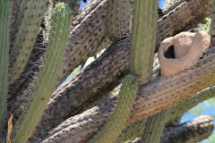 Los horneros (Fornarius rufus) hacen sus característicos nidos de barro utilizando como soporte estructuras artificiales o árboles o cactus. En este caso, eligieron un ejemplar de Stetsonia coryne.