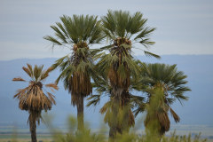 Las palmeras Caranday son características de la Pampa de Pocho y de toda una franja que cruza la provincia en dirección suroeste-noreste. Los pobladores la utilizan para hacer artesanías desde épocas inmemoriales.